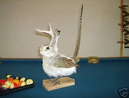 El perturbador arte del taxidermista