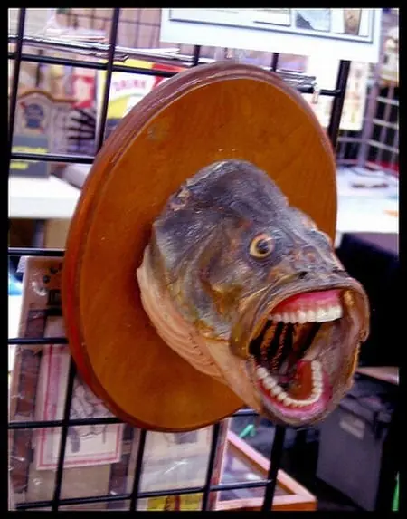 taxidermista