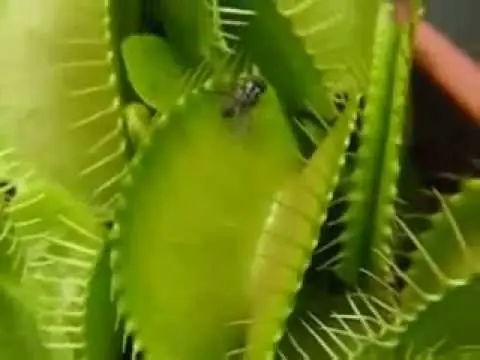 planta carnivora