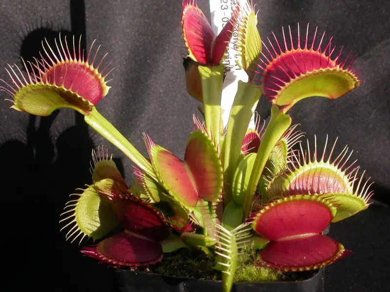 Planta carnívora: Venus (Dionaea Muscípula)