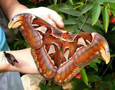 mariposa más grande del mundo