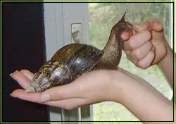 caracol