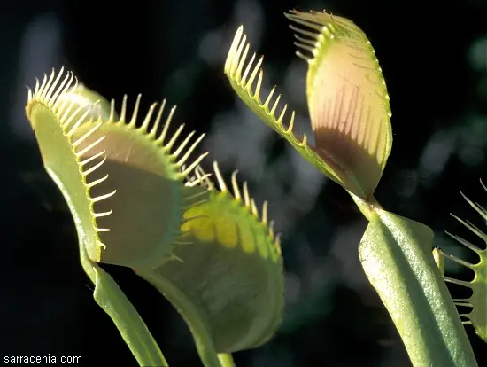 dionaea muscipula