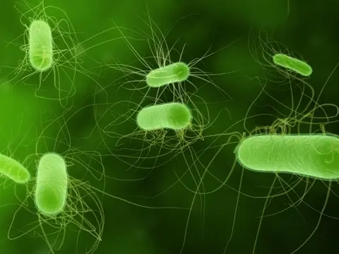 Bacteria Mortal!