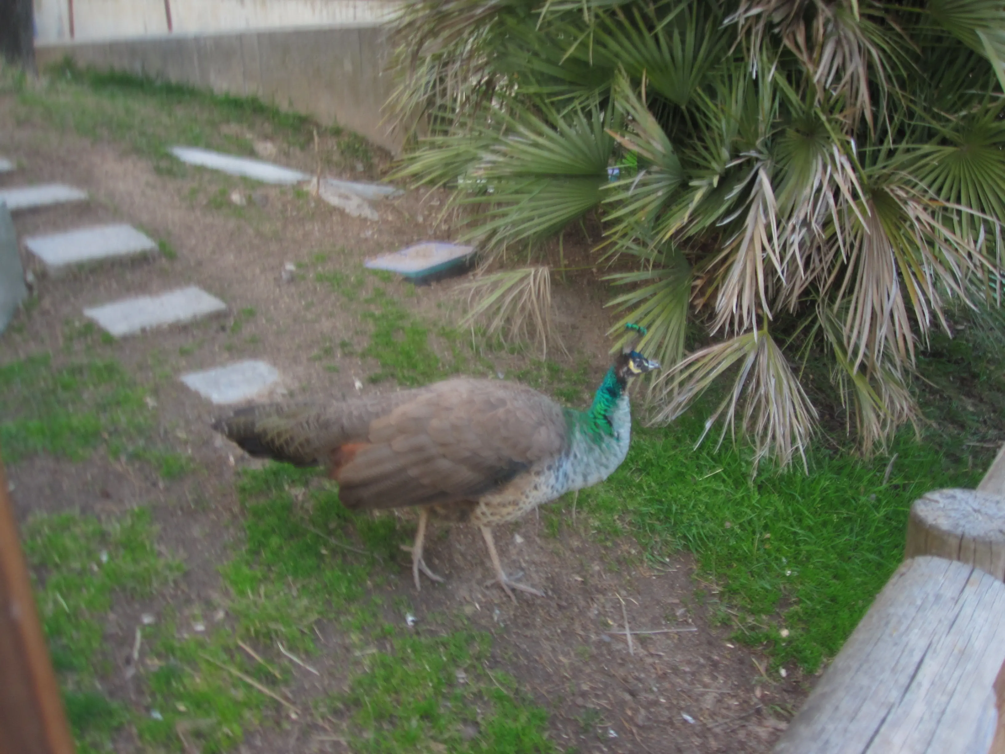 Animales
