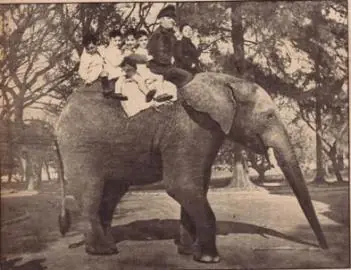 Lux Aeternum (o el elefante libertario)