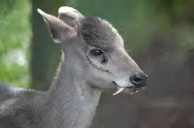 Los 10 animales más extraños del mundo