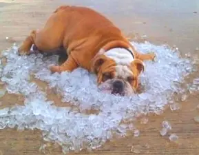 Consejos para proteger a nuestras mascotas del calor