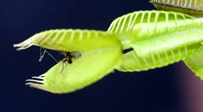 asesina