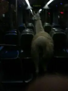 llama