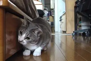 La importancia de los gatos y los memes en Internet