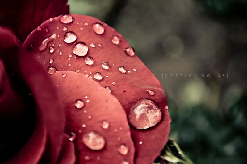 Fotos Propias 9... La tierra se ríe en flores