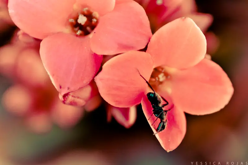Fotos Propias 9... La tierra se ríe en flores