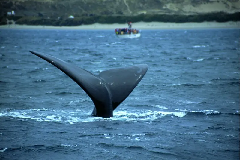 Ballena Franca Austral