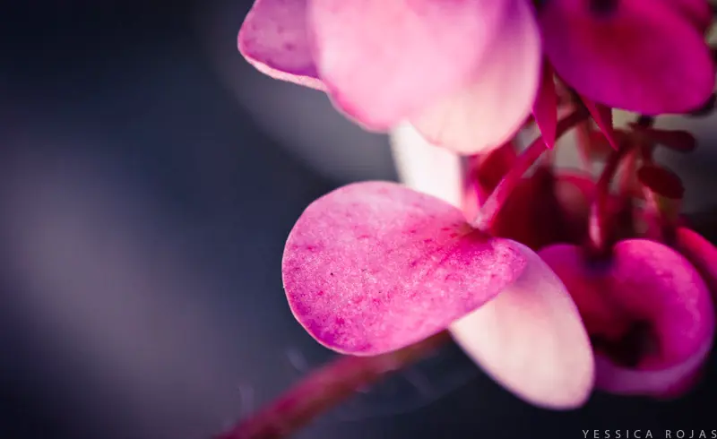 Fotos Propias 9... La tierra se ríe en flores
