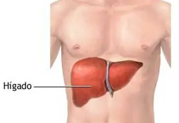 ¿Por qué nos duele el hígado?