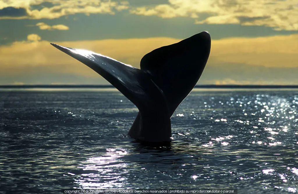 puerto madryn