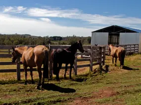 Ganadería toma medidas por enfermedad en equinos