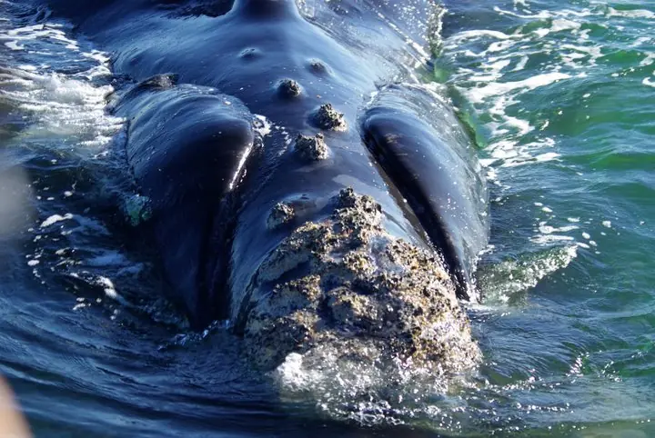 Conociendo la Ballena Franca Austral