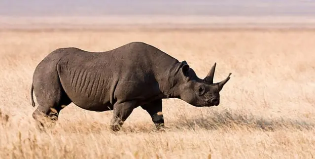 Mataron al último rinoceronte negro: otra especie extinguid