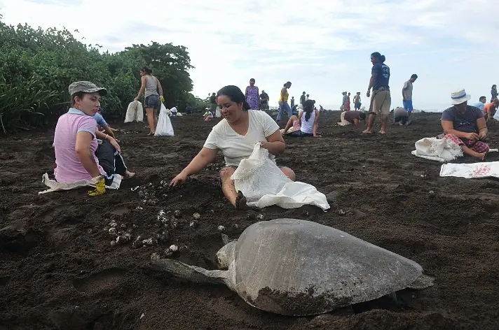tortugas