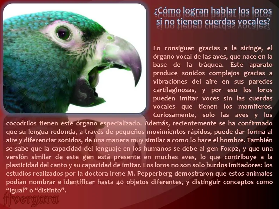 Te respondo cientos de variadas preguntas