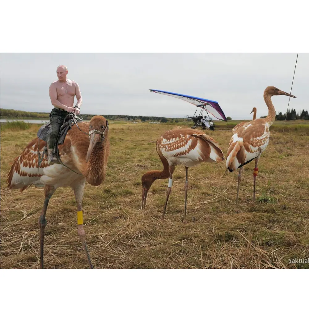vladimir putin imagenes graciosas