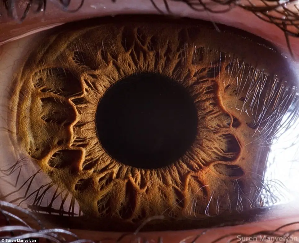 Los ojos: Una mirada de cerca
