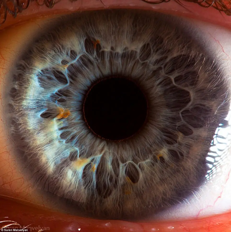 los ojos: una