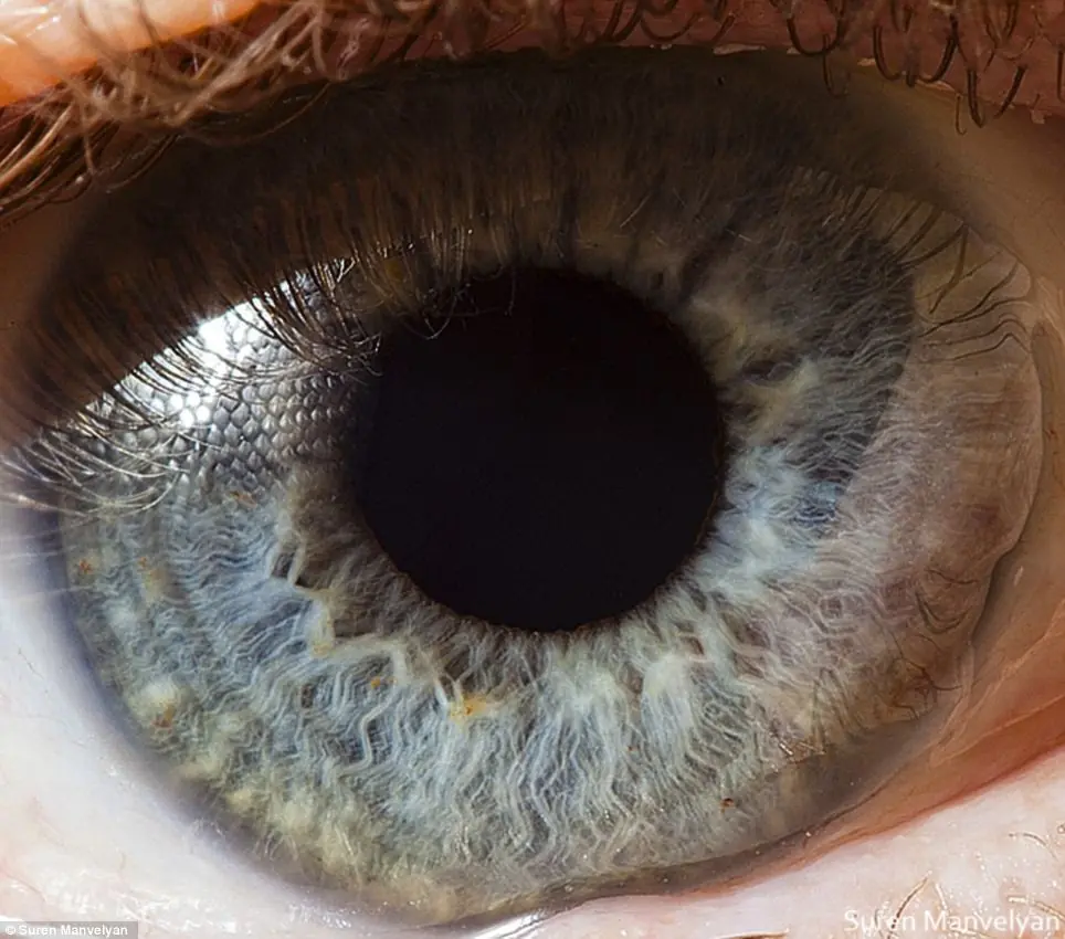 Los ojos: Una mirada de cerca
