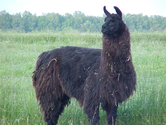 risa