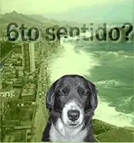 El sexto sentido en los animales