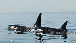 Las orcas viven mucho después de la menopausia