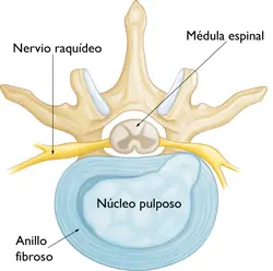 médula