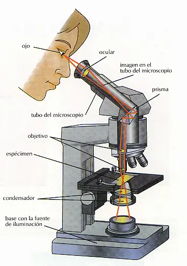 Bohr
