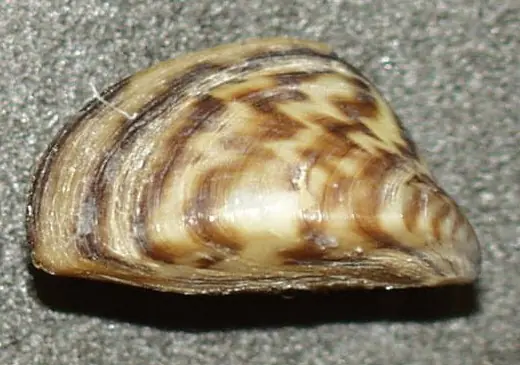 paloma