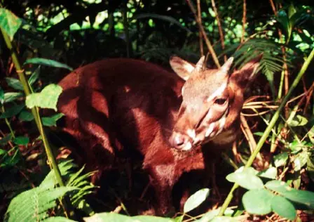 unicornio