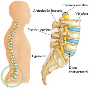 vertebral