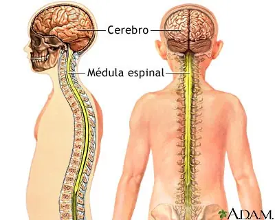 vertebras
