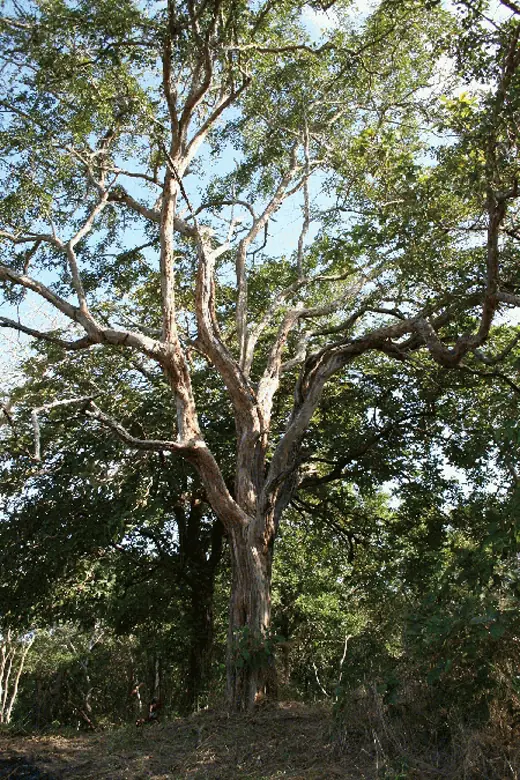 produjo