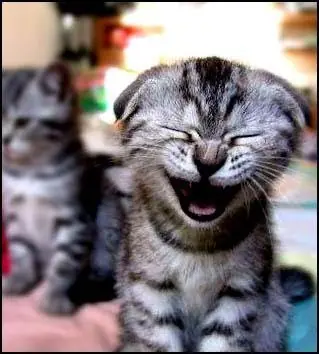 che!, te reto a no reirte con estos videos...