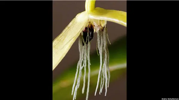 plantas