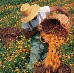 alimentos