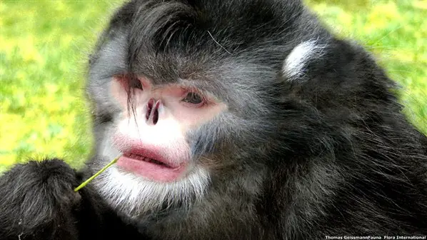 nuevas especies de animales en siglo XXI