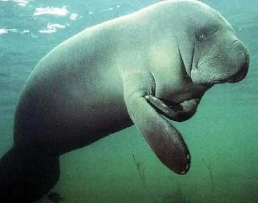 10 animales