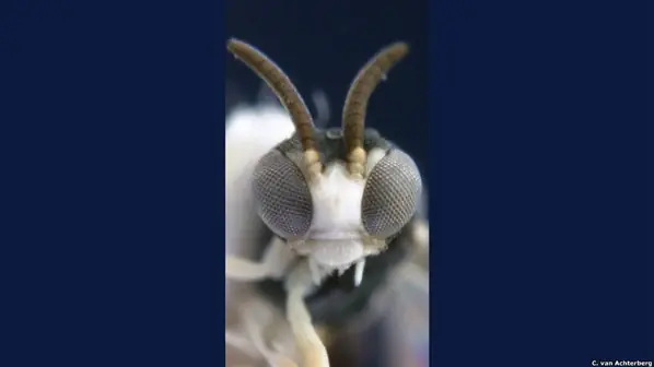 nuevas especies de animales en siglo XXI