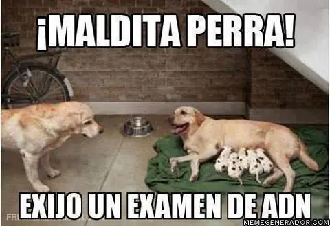 para joderse de la risa (imagenes)