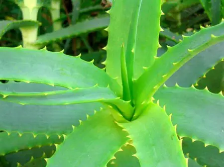 Aloe Vera: Tratamiento contra el Cáncer