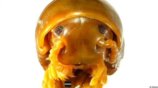nuevas especies de animales en siglo XXI