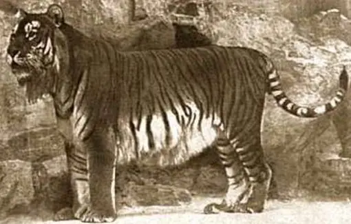 Los 10 animales exitintos mas sorprendentes
